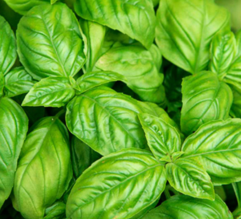 Basil Leaf